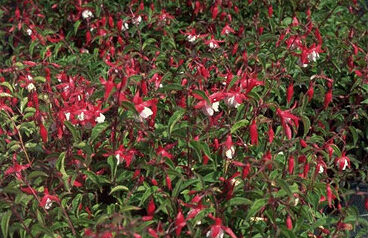 Fuchsia 'Mad. Cornelissen'-0