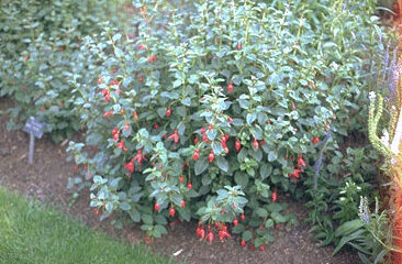 Fuchsia 'Mrs Popple'-0