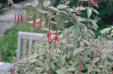 Fuchsia magellanica 'Variegata-0