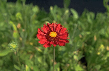 Gaillardia 'Bremen'-0