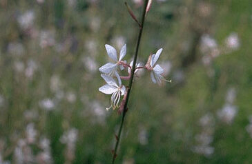 Gaura lindheimeri Geyser White-0