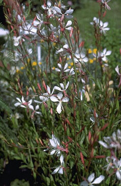 Gaura lindheimeri 'Whirling Butterflies'-0