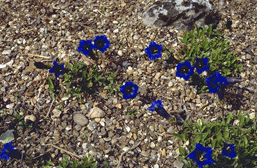 Gentiana acaulis-0