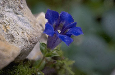 Gentiana septemfida lagodechiana-0