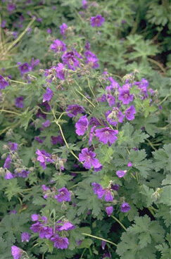 Geranium 'Johnson's Blue'-0