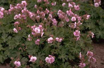 Geranium cantabrigiense 'Biokovo'-0