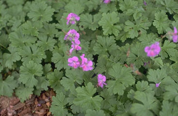 Geranium cantab. 'Cambridge'-0