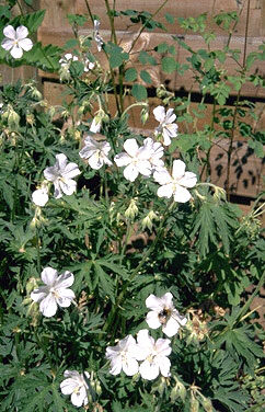 Geranium phaeum 'Album'-0