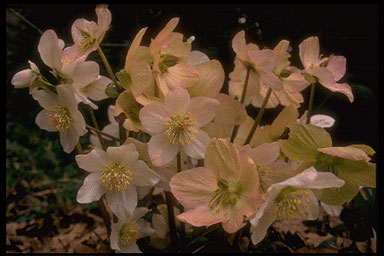 Helleborus niger-0