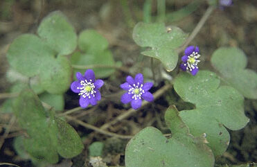 Hepatica nobilis-0