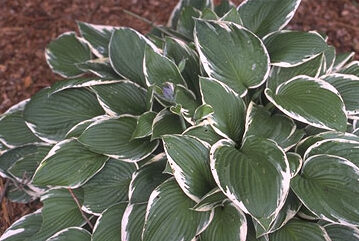 Hosta fortunei 'Francee' P11-0