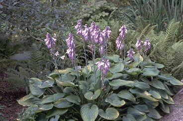 Hosta fortunei 'Hyacinthina' P11-0