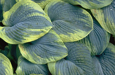 Hosta sieboldiana 'Frances Williams' P11-0