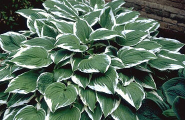 Hosta und. 'Albomarginata'-0