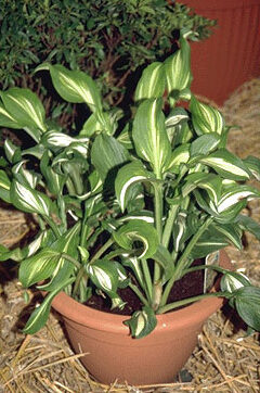 Hosta undulata 'Mediovariegata'-0