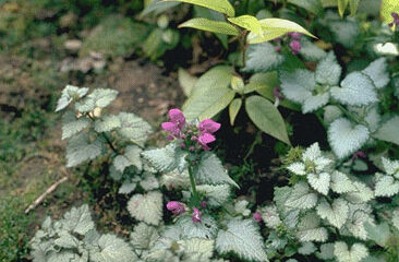 Lamium macculatum 'Beacon Silver'-0