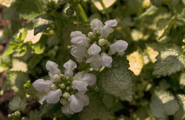 Lamium maculatum 'White Nancy'-0