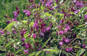 Lathyrus vernus-0