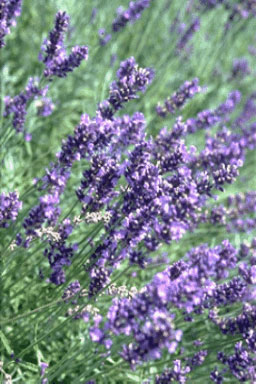 Lavandula angustifolia 'Hidcote'-0