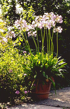 Agapanthus africanus-0