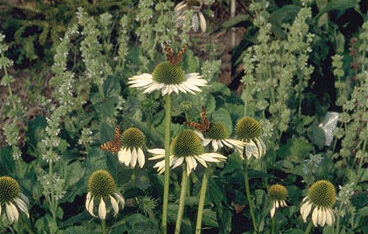 Echinacea purpurea 'White Swan'-0