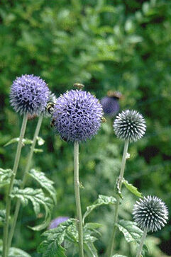 Echinops ritro-0