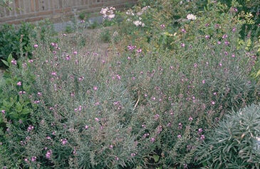 Erysimum 'Bowles Mauve'-0