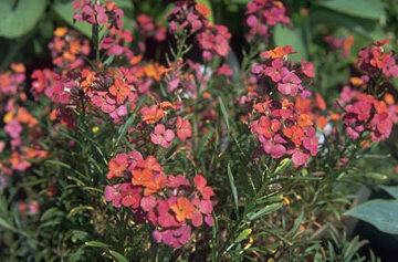 Erysimum 'Constant Cheer'-0