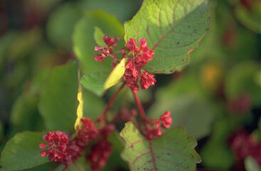 Fallopia japonica compacta-0