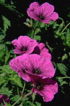 Geranium 'Patricia'-0