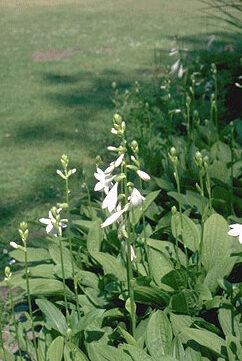 Hosta sieboldii 'Snowflakes'-0