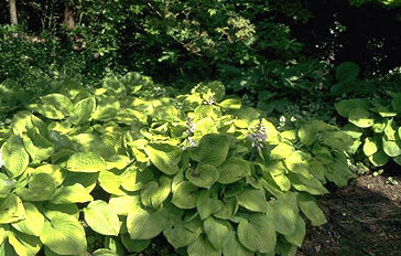 Hosta 'August Moon' P11-0