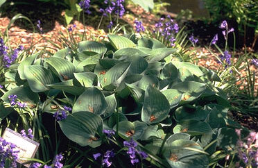 Hosta 'Blue Cadet' P11-0