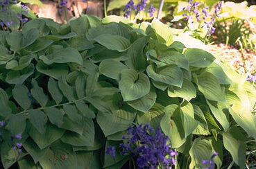 Hosta 'Birchwood Parky's Gold'-0