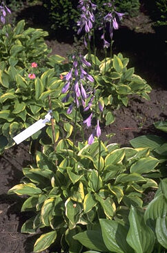 Hosta 'Golden Tiara' P11-0