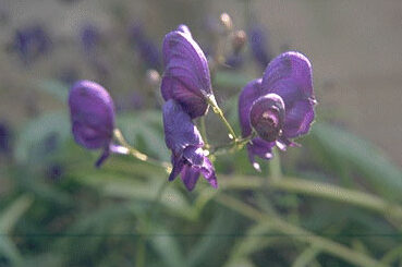 Aconitum henryi 'Spark's Variety'-0