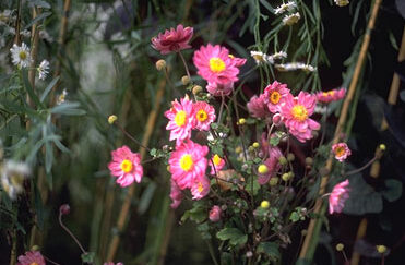 Anemone hybrida 'Pamina'-0