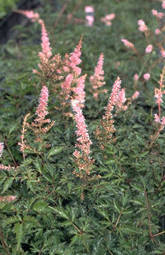 Astilbe 'Hennie Graafland'-0