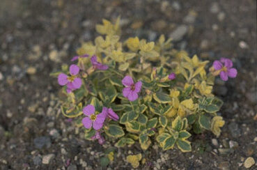 Aubrieta 'Argenteovariegata'-0