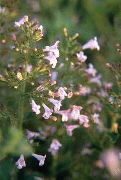 Calamintha nep. 'Nepeta'-0