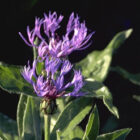 Centaurea montana 'Grandiflora'-0