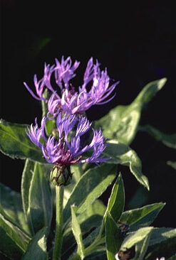 Centaurea montana 'Grandiflora'-0