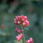 Centranthus ruber-0