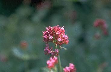 Centranthus ruber-0