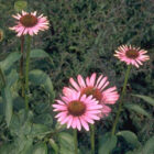 Echinacea pupurea 'Magnus'-0