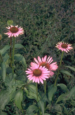 Echinacea pupurea 'Magnus'-0