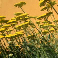 Achillea filipendulina 'Cloth of Gold'-0