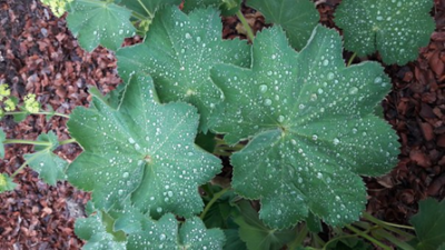 Alchemilla mollis