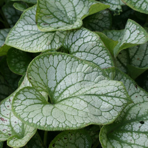 Brunnera macrophylla 'Jack Frost'-0