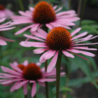 Echinacea pupurea 'Magnus'-391